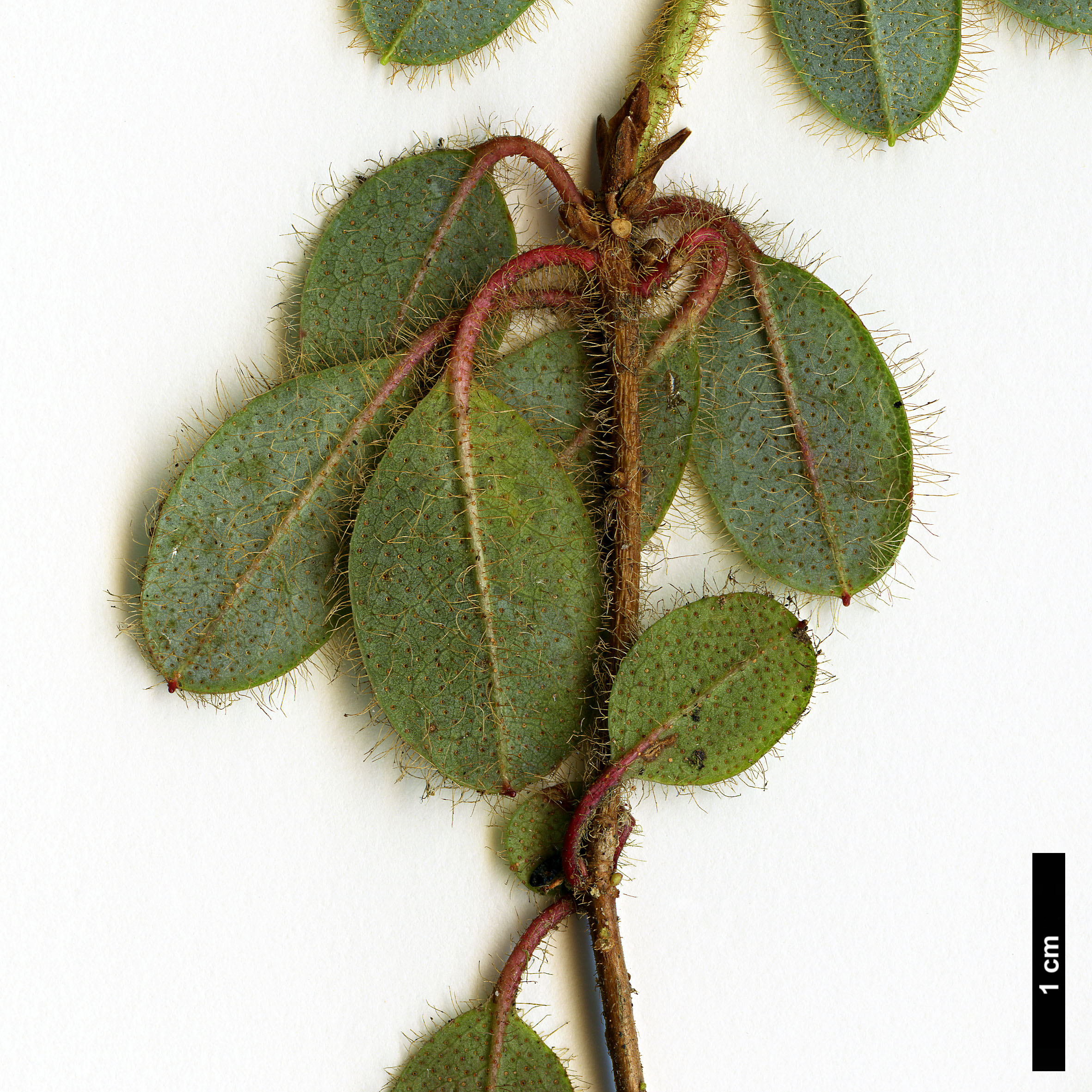 High resolution image: Family: Ericaceae - Genus: Rhododendron - Taxon: megeratum